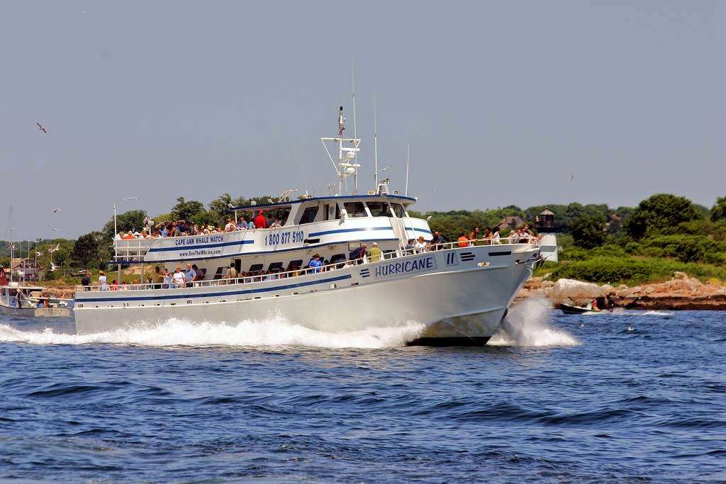 Cape Ann Whale Watch | 415 Main St, Gloucester, MA 01930, USA | Phone: (978) 283-5110