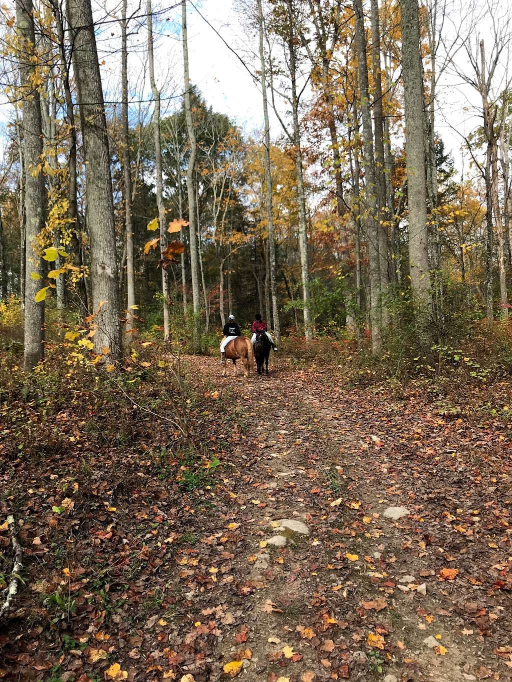 Top View Riding Ranch | 36 Hess Rd, Blairstown, NJ 07825, USA | Phone: (908) 362-1440