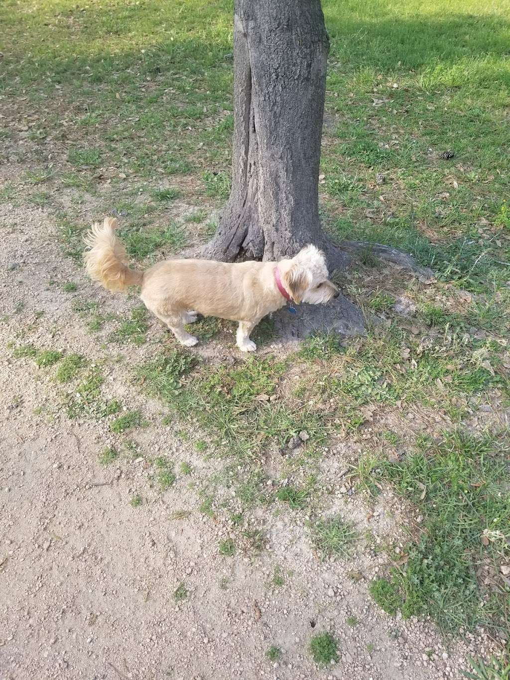 Bibi & Mini-Me Bush Dog Park | 4129 Spring Creek Dr, Spring, TX 77373, USA | Phone: (281) 353-8100