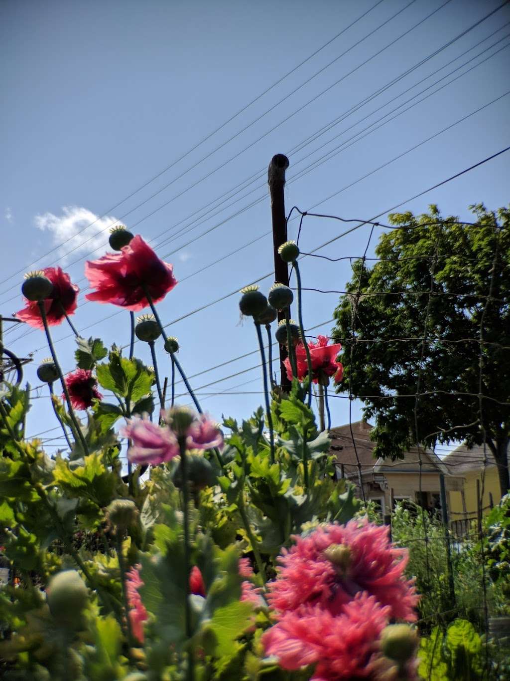 Bay Eagle Community GARDEN | Eagle Ave & Bay St, Alameda, CA 94501, USA