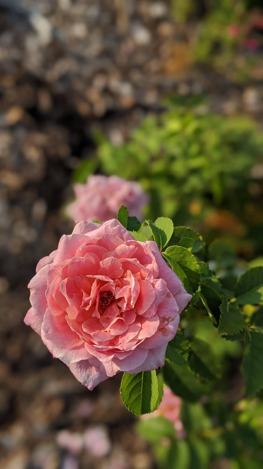 Tarrant County Master Gardeners Community Demonstration Garden | 1801 Circle Dr, Fort Worth, TX 76119, USA | Phone: (817) 884-1944