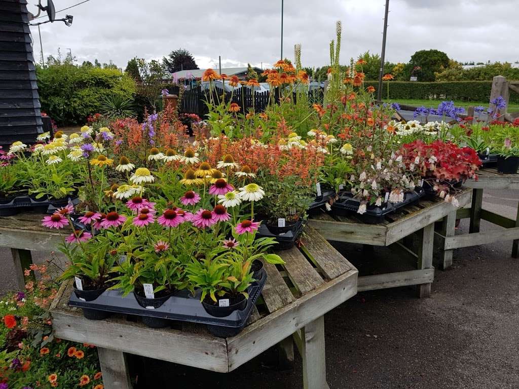 Barnes Nurseries | 46 Woodmansterne Ln, Wallington SM6 0SW, UK | Phone: 020 8647 8213