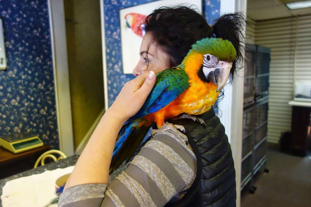 Parrots, Parrots, Parrots, just Parrots | 7219 Lee Hwy, Falls Church, VA 22046, USA | Phone: (703) 536-2473