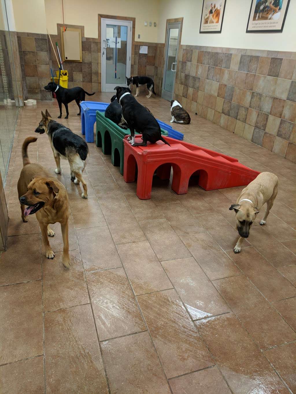 PetSmart | 5435 W, TX-1604 Loop, San Antonio, TX 78253, USA | Phone: (210) 520-4195