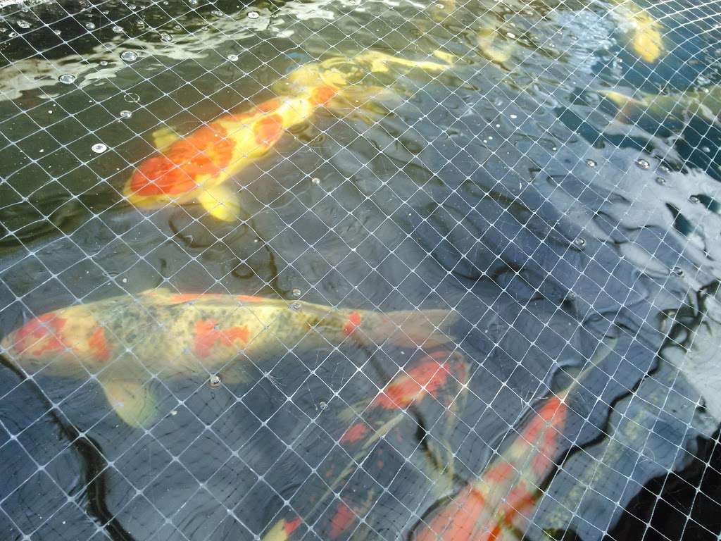 Andrews Koi International - Imported Japanese Koi | 1650 S Brookhurst St, Anaheim, CA 92804, USA | Phone: (714) 778-8888