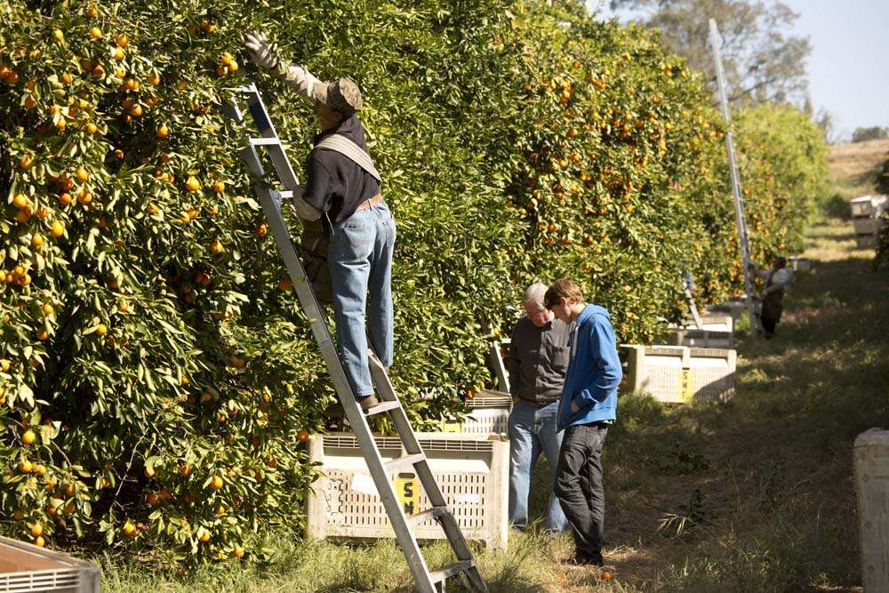 Sundance Organics | 2231 Willowbrook Dr, Oceanside, CA 92056, USA | Phone: (760) 945-9898