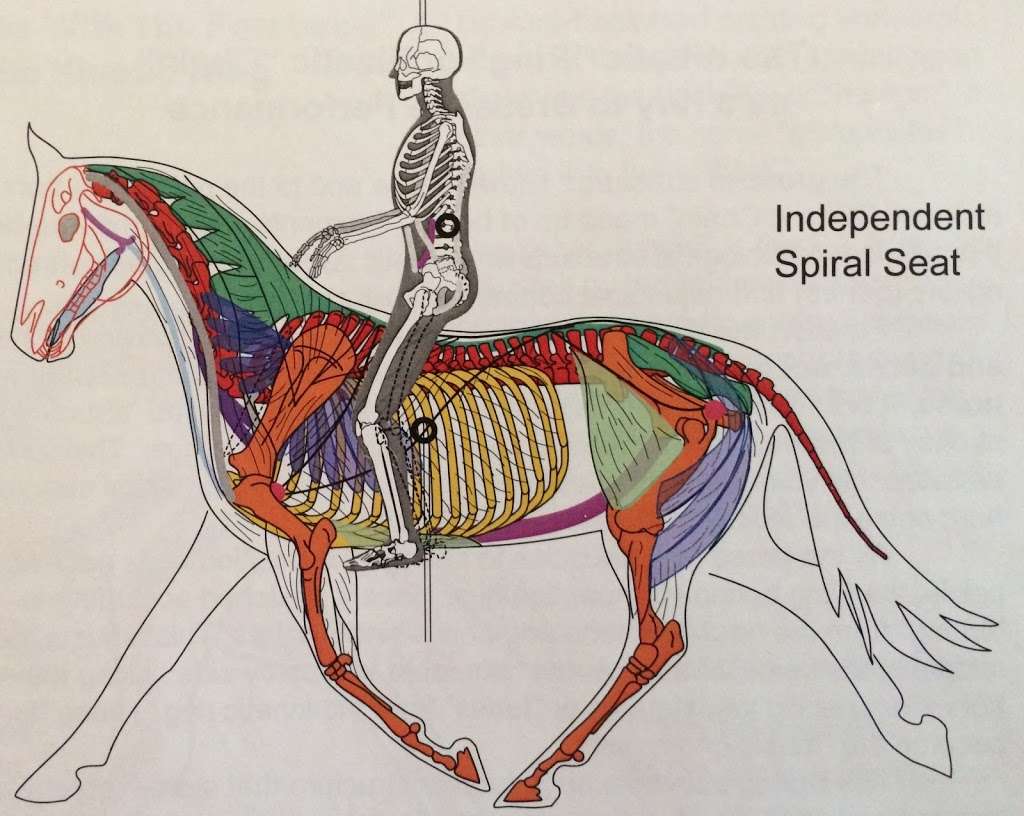 Equestriafitness and Physical Therapy | 8707, 2590 W 148th Ct, Broomfield, CO 80023, USA | Phone: (720) 201-6782