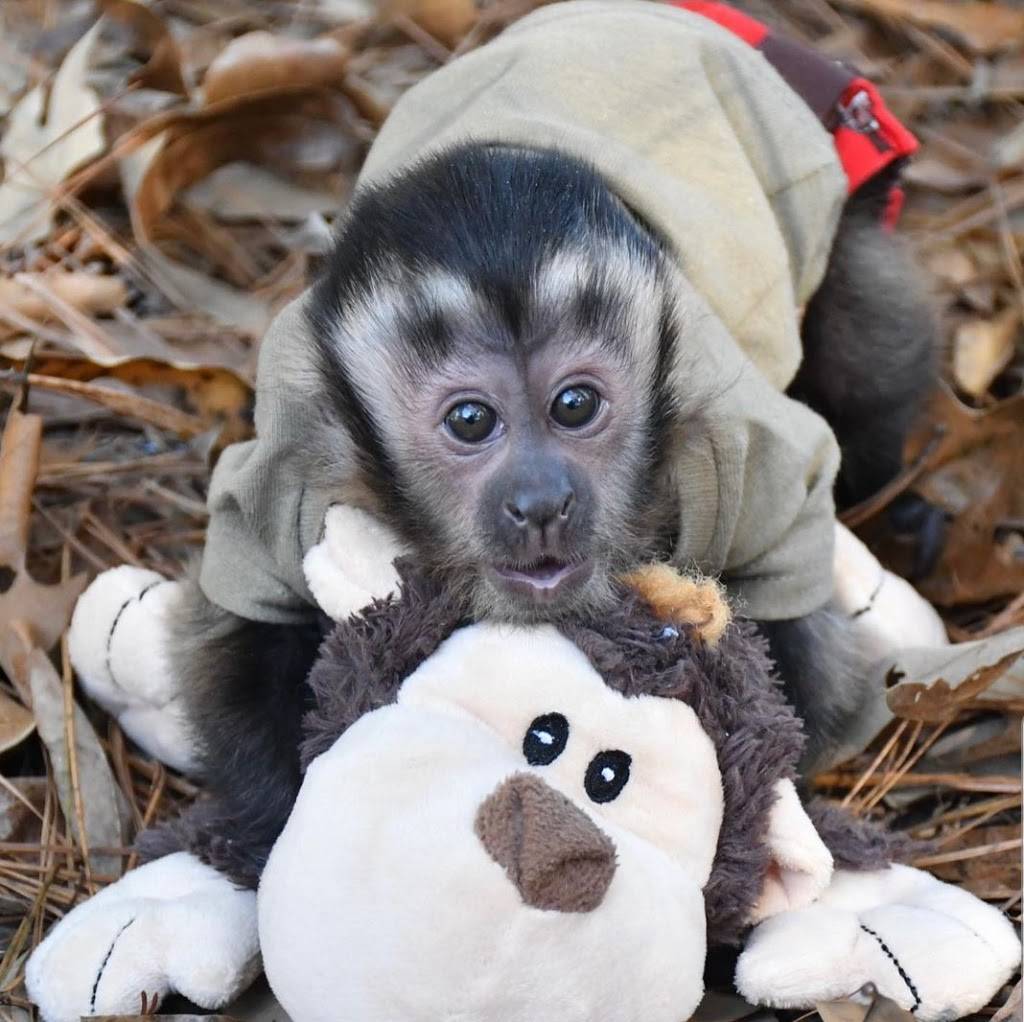 CAPUCHIN MONKEY FOR SALE | 2100 Northridge Dr, Forney, TX 75126, USA | Phone: (254) 244-2821