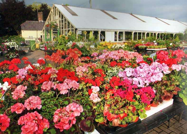 Abridge Garden Centre | Ongar Rd, Abridge, Romford RM4 1AA, UK | Phone: 01708 688558