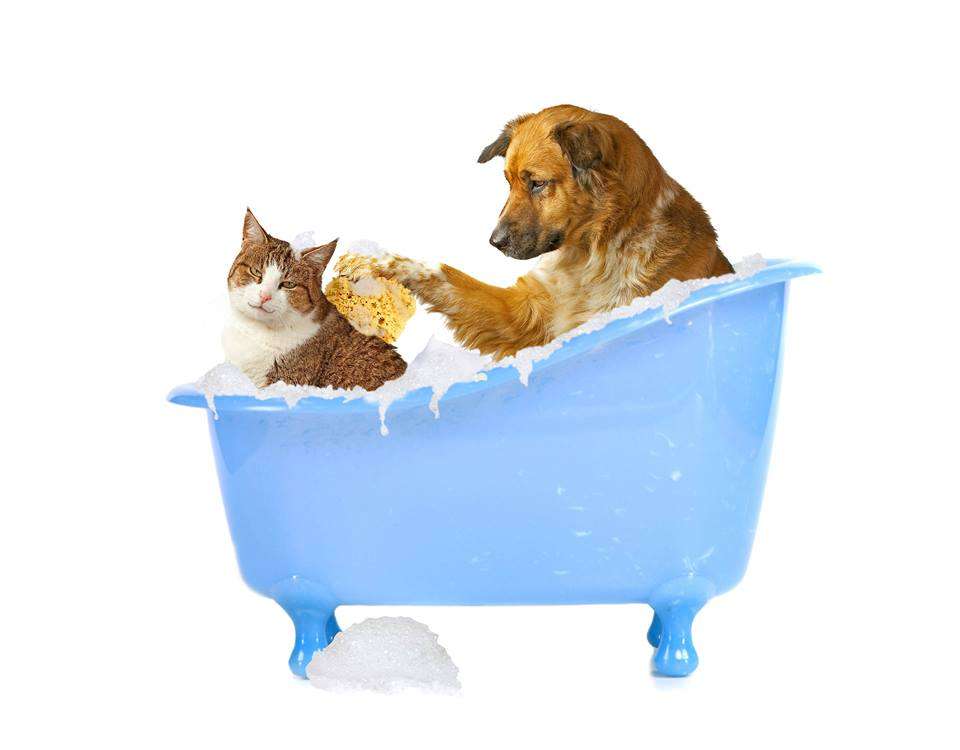 Happy Paws and Spa | 3161 Amboy Rd, Staten Island, NY 10306, USA | Phone: (718) 979-6980