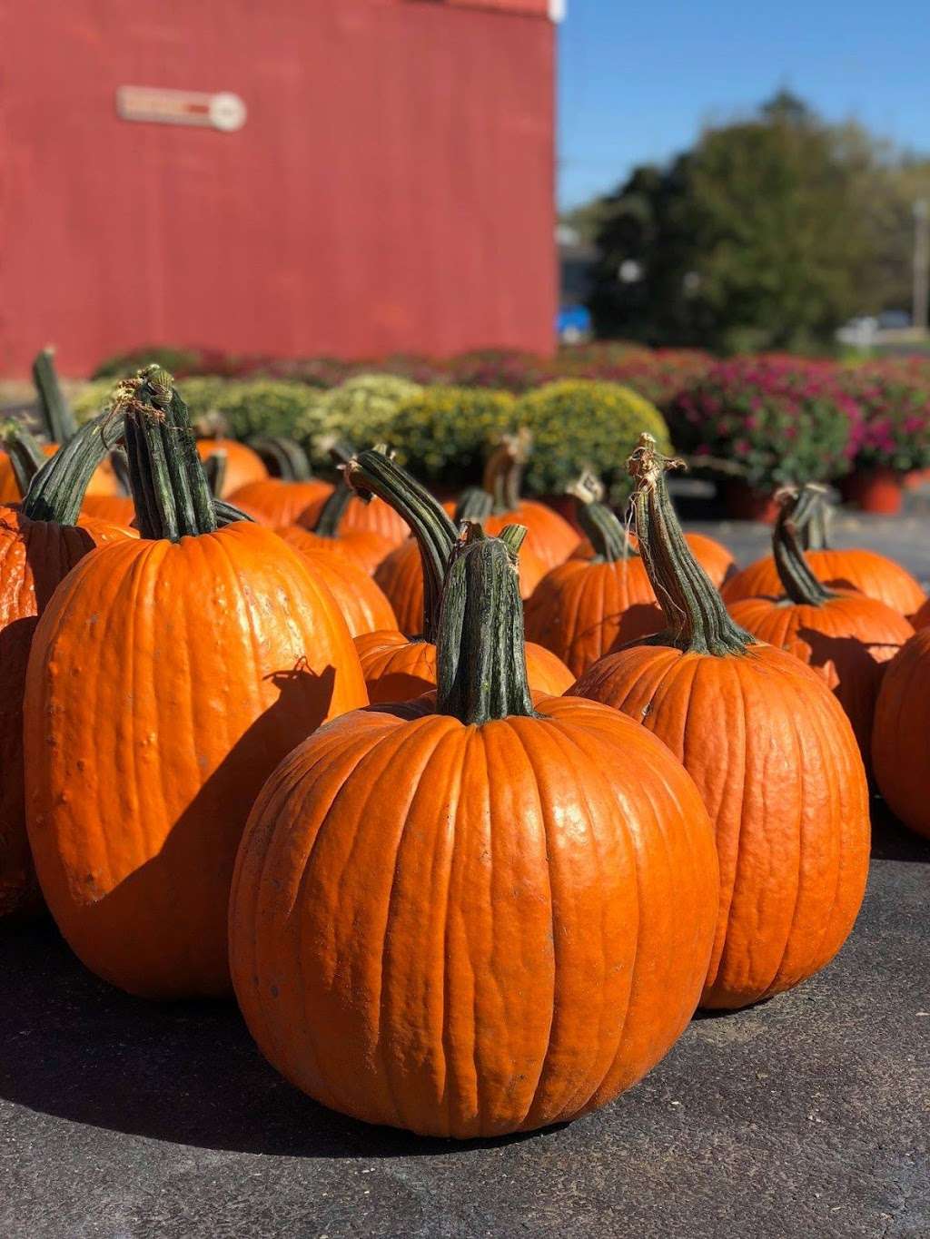 Boley Farm - Hanks Farmstand | 8041 151st St, Orland Park, IL 60462, USA | Phone: (708) 214-4855