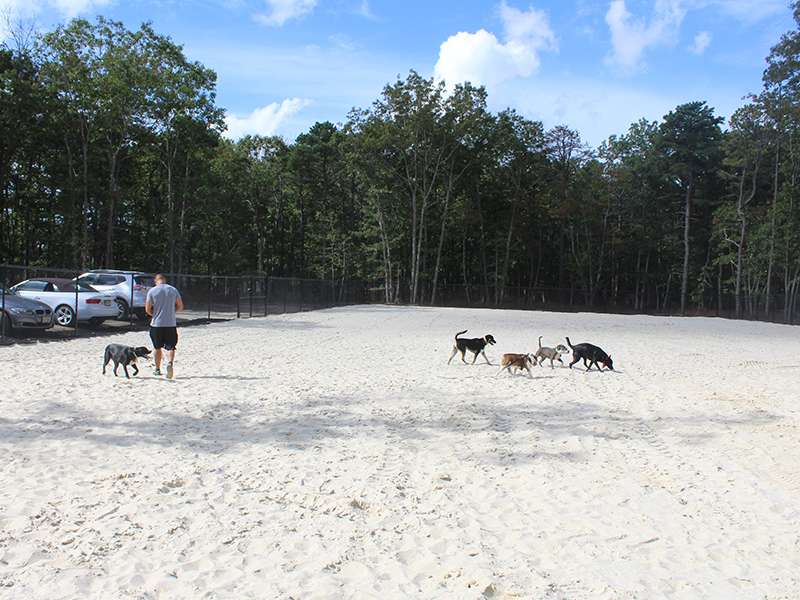 Egg Harbor Township Dog Park | 2, Swift Drive, Egg Harbor Township, NJ 08234, USA | Phone: (609) 338-8790