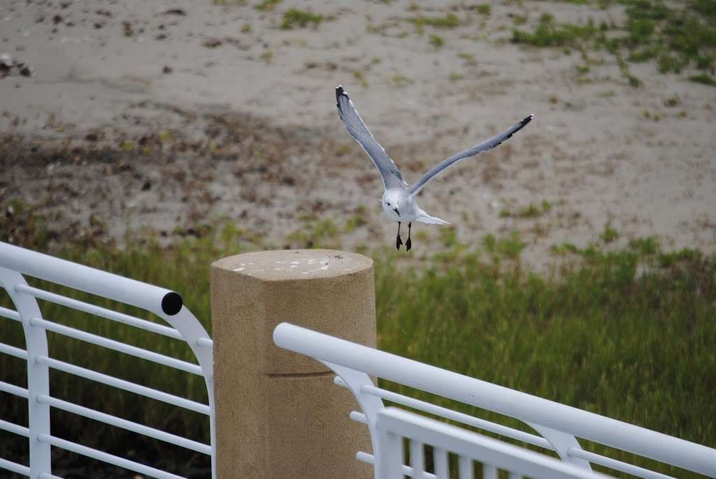 Colonel Paddlewheel Boat | Moody Gardens, 1 Hope Blvd, Galveston, TX 77554, USA | Phone: (800) 582-4673