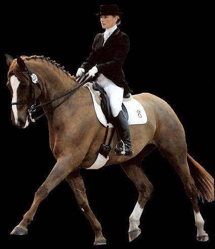 Sarah Williams Dressage | Yonder Farm, Orange Court Lane, Downe BR6 7JD, UK | Phone: 07956 369390