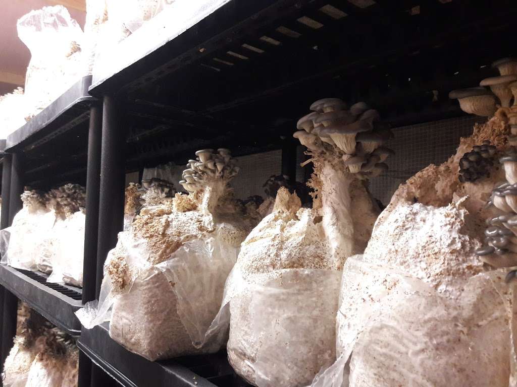 Hazel Dell Mushrooms | 3925 East County Road 32, Fort Collins, CO 80528, USA | Phone: (970) 226-0978
