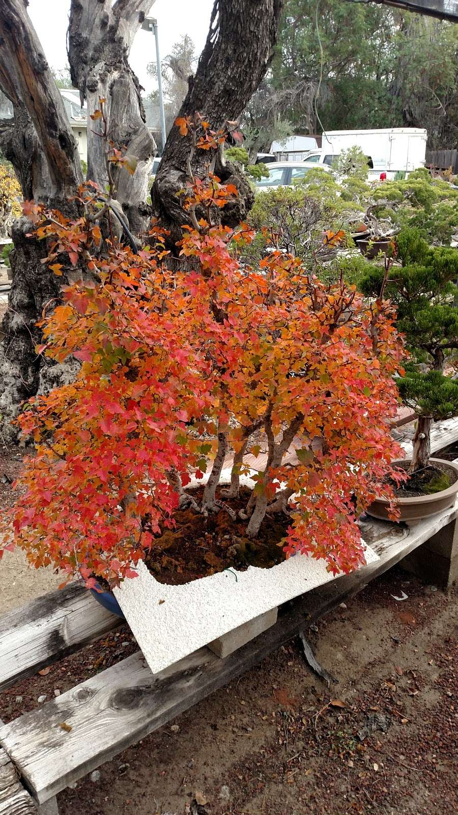 Fuji Bonsai Nursery | 13170 Glenoaks Blvd, Sylmar, CA 91342, USA | Phone: (818) 367-5372