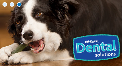 PetSmart | 4609 E Ray Rd, Phoenix, AZ 85044, USA | Phone: (480) 718-6882