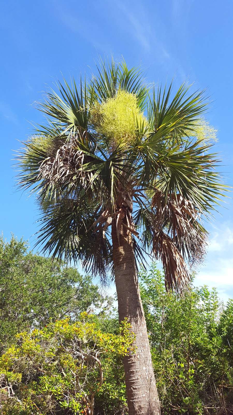 Indian River Lagoon Park | 700 Sandpiper St, New Smyrna Beach, FL 32169, USA | Phone: (386) 424-2205