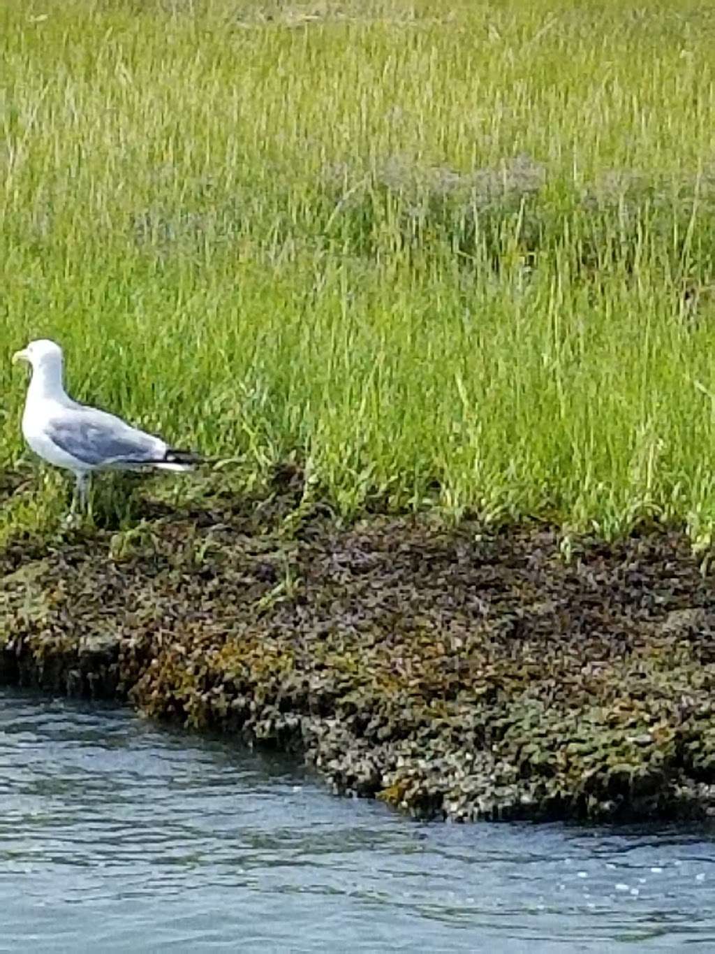 Skimmer Tours - Salt Marsh Safari | 1001 Ocean Dr, Wildwood, NJ 08260, USA | Phone: (609) 884-3100