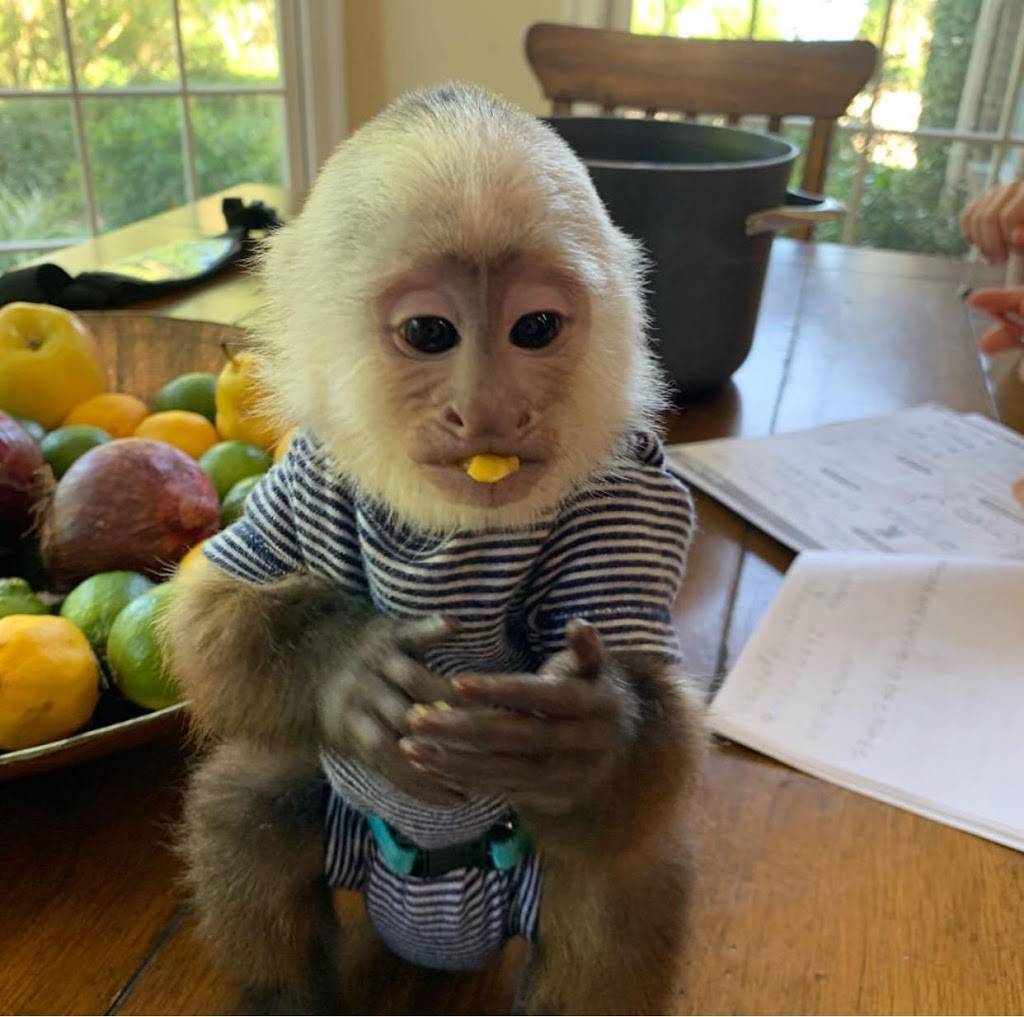 CAPUCHIN MONKEY FOR SALE | 2100 Northridge Dr, Forney, TX 75126, USA | Phone: (254) 244-2821