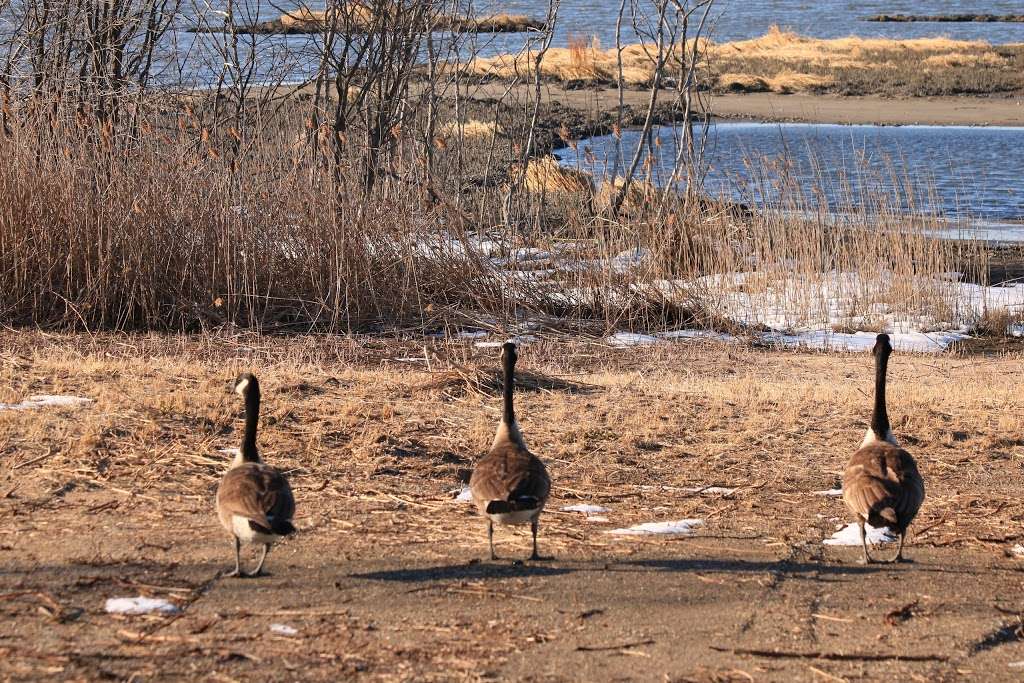 Jamaica Bay Wildlife Refuge Visitor Center | 175-10 Cross Bay Blvd, Broad Channel, NY 11693, USA | Phone: (718) 318-4340