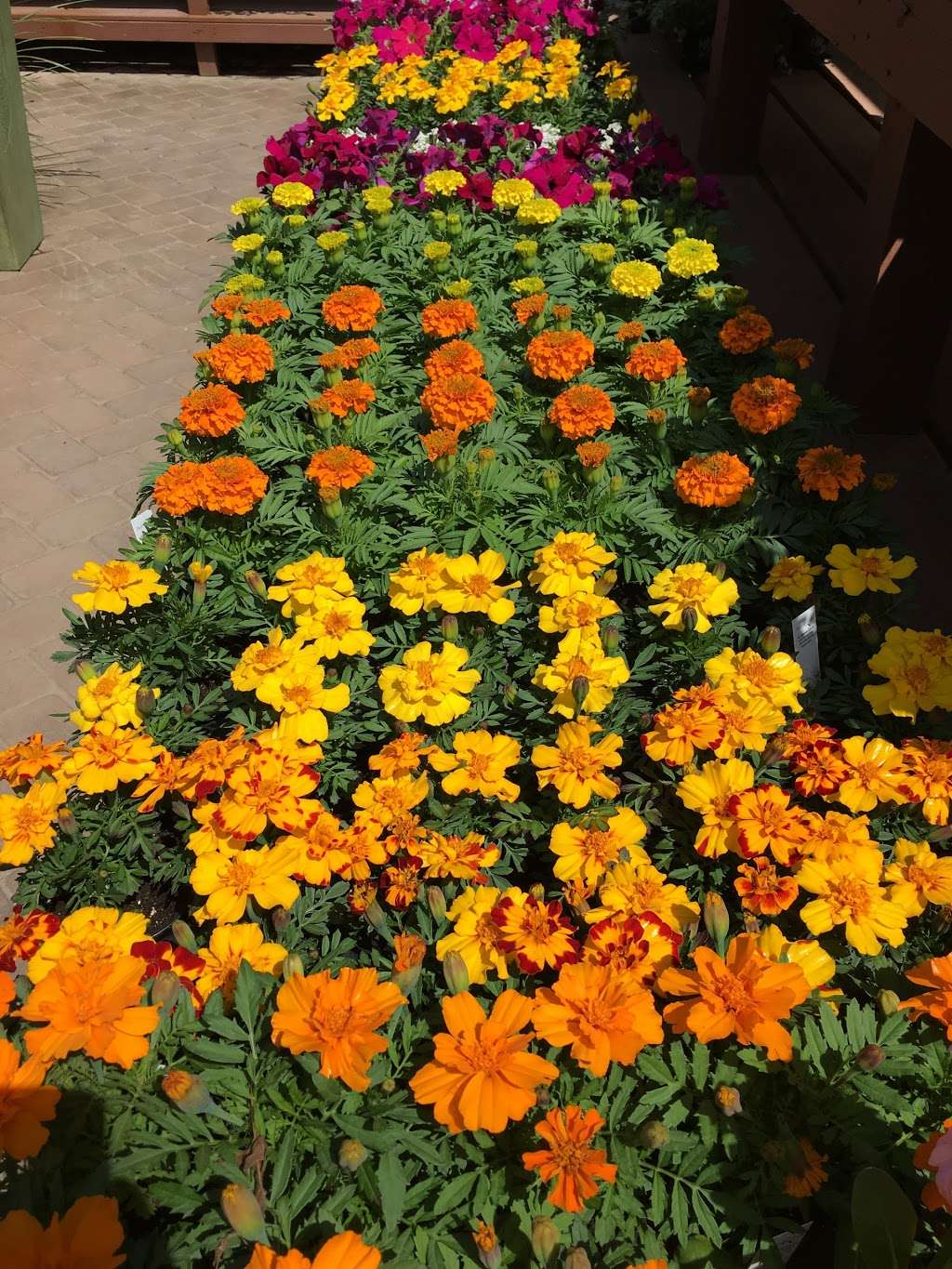 The Garden Dept. | 650 Deer Park Ave, Dix Hills, NY 11746, USA | Phone: (631) 242-3378