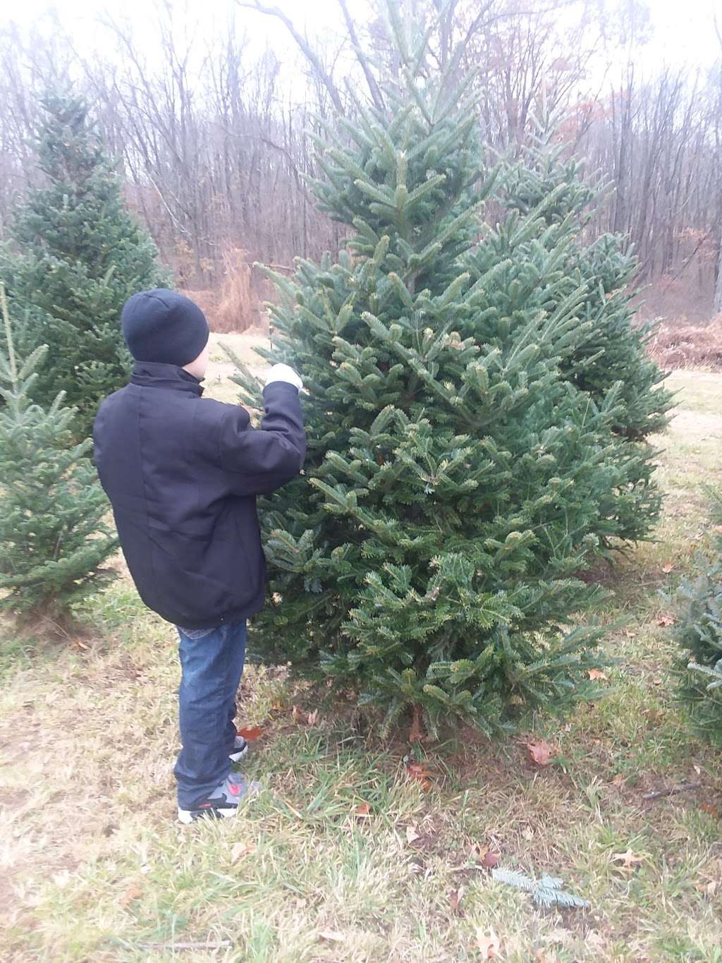 Sunset Christmas Tree Farm | 21 Frontage Rd, Blairstown, NJ 07825, USA | Phone: (908) 459-4048