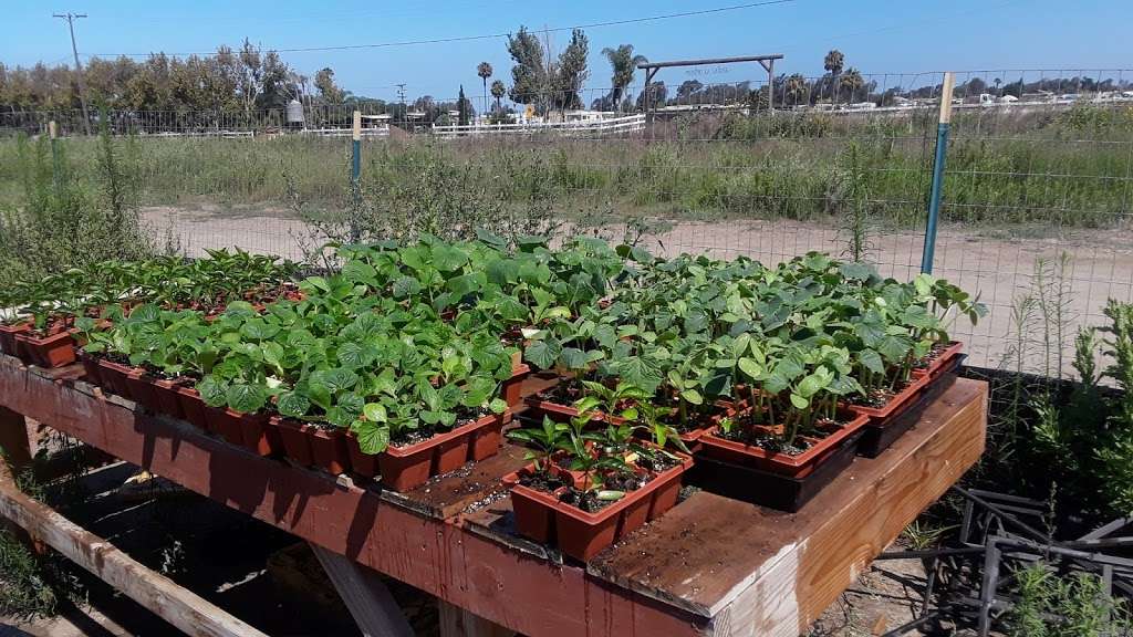 Tijuana River Valley Regional Park Community Garden | 2100 Hollister St, San Diego, CA 92154, USA | Phone: (619) 592-7078