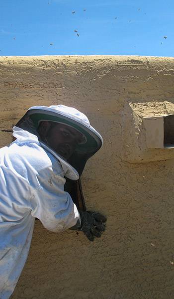 Phoenix Bee Removal | 2491 W Sawtooth Way, Queen Creek, AZ 85142, USA | Phone: (480) 612-1620