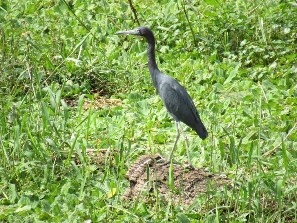 T.M. Goodwin WMA Waterfowl Management Area - StickMarsh. | Florida Bird Viewing Trail, Melbourne, FL 32904, USA