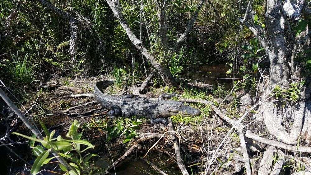 Everglades Airboat Expeditions | 16400 SW 8th St, Miami, FL 33194, USA | Phone: (888) 385-8687