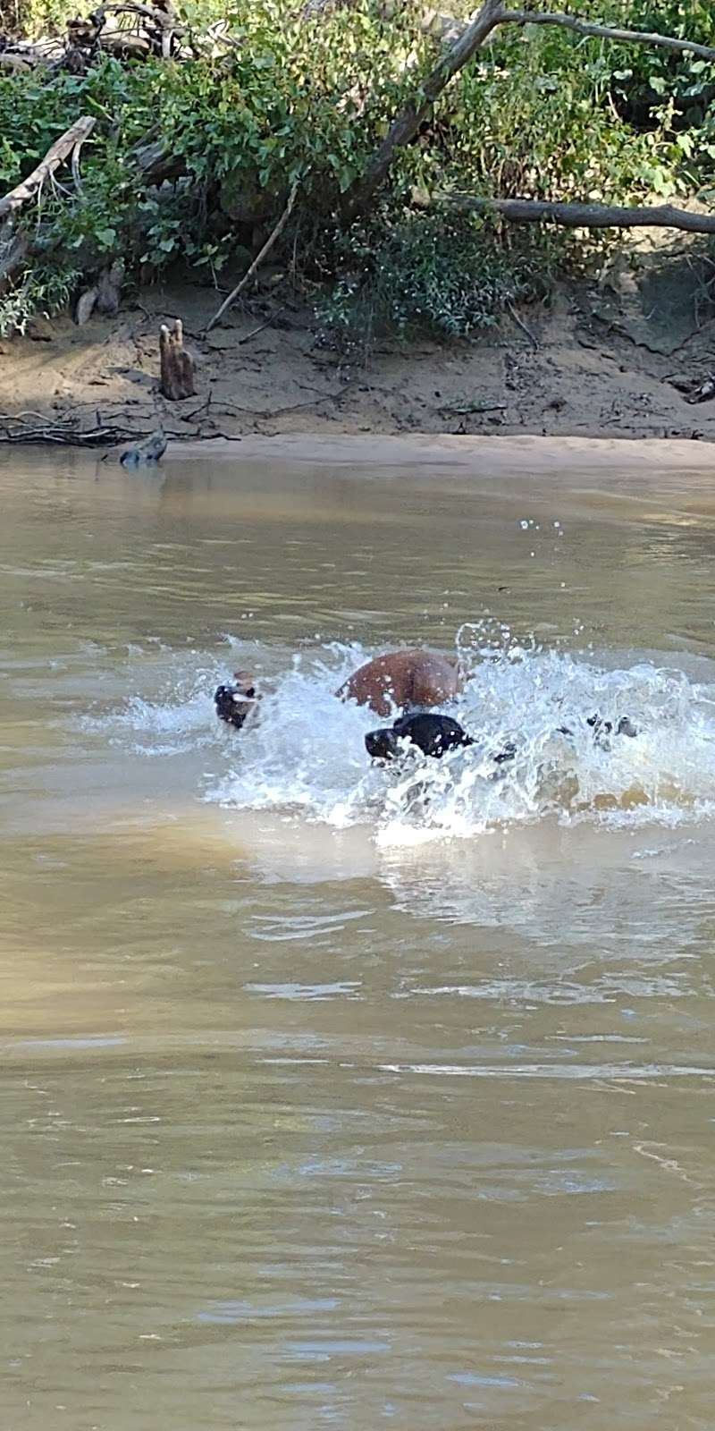 Bibi & Mini-Me Bush Dog Park | 4129 Spring Creek Dr, Spring, TX 77373, USA | Phone: (281) 353-8100