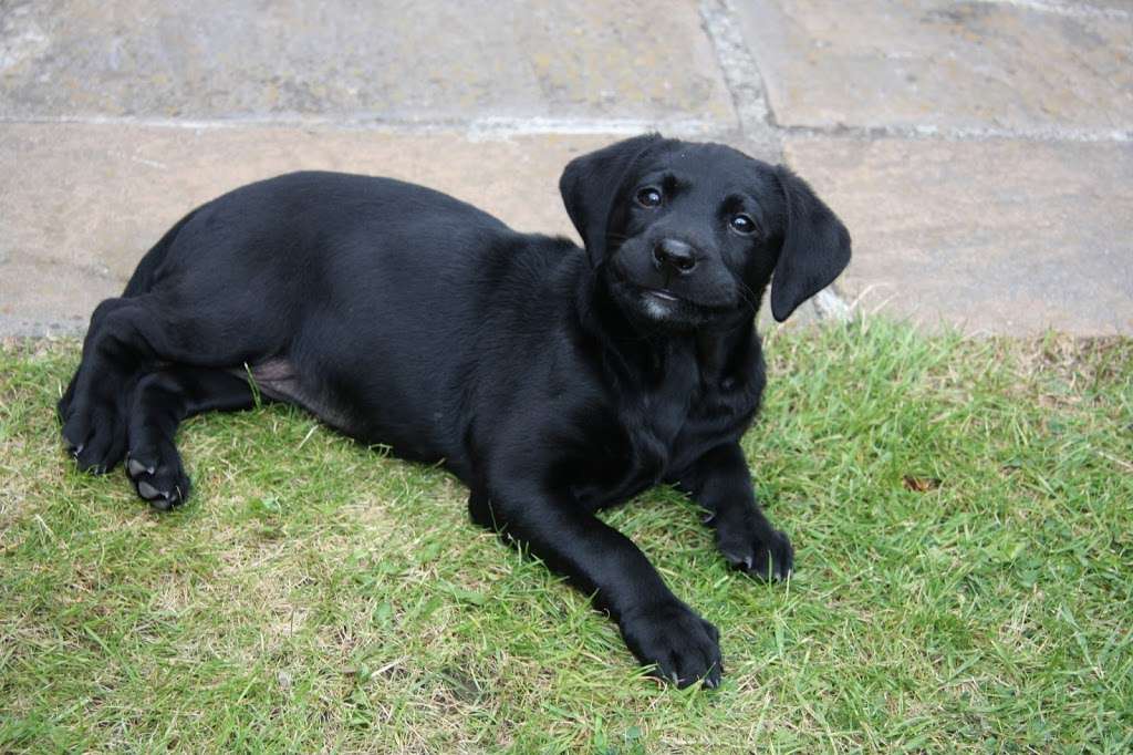 Bushy Park Vets | 2-3, The Pavement, Bushy Park Rd, Teddington TW11 9JE, UK | Phone: 020 8977 3452