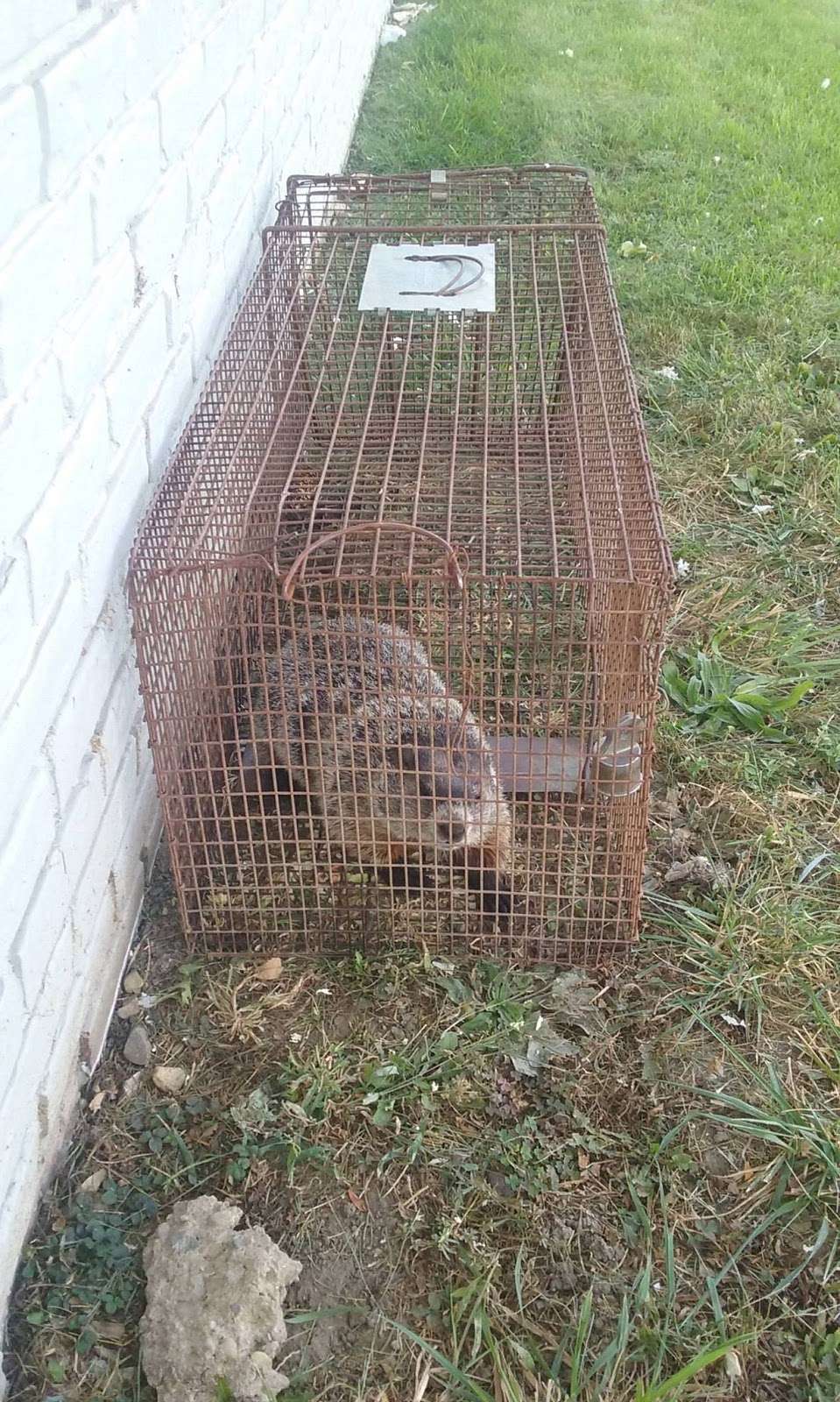 ACE Wildlife Removal Scranton | 825 S Keyser Ave B, Scranton, PA 18504, USA | Phone: (570) 904-8590