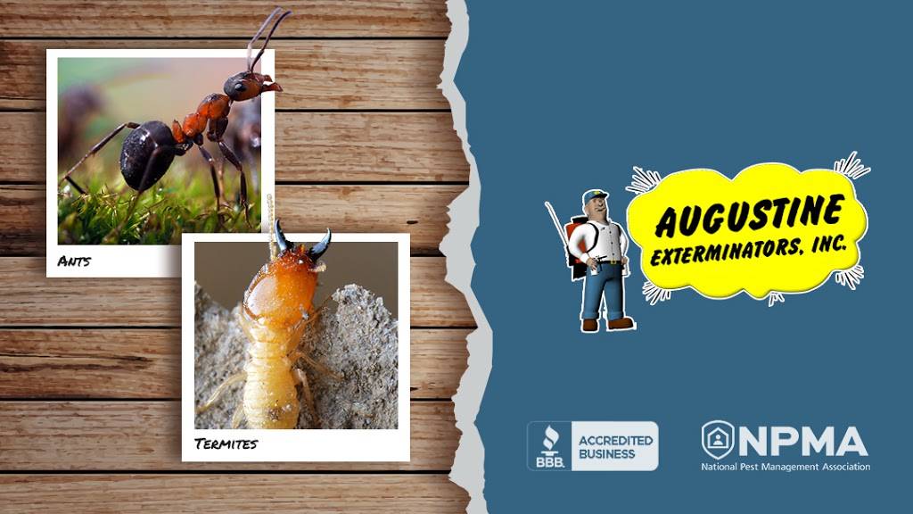 Augustine Exterminators, Inc | 9280 Flint St, Overland Park, KS 66214, USA | Phone: (913) 362-4399