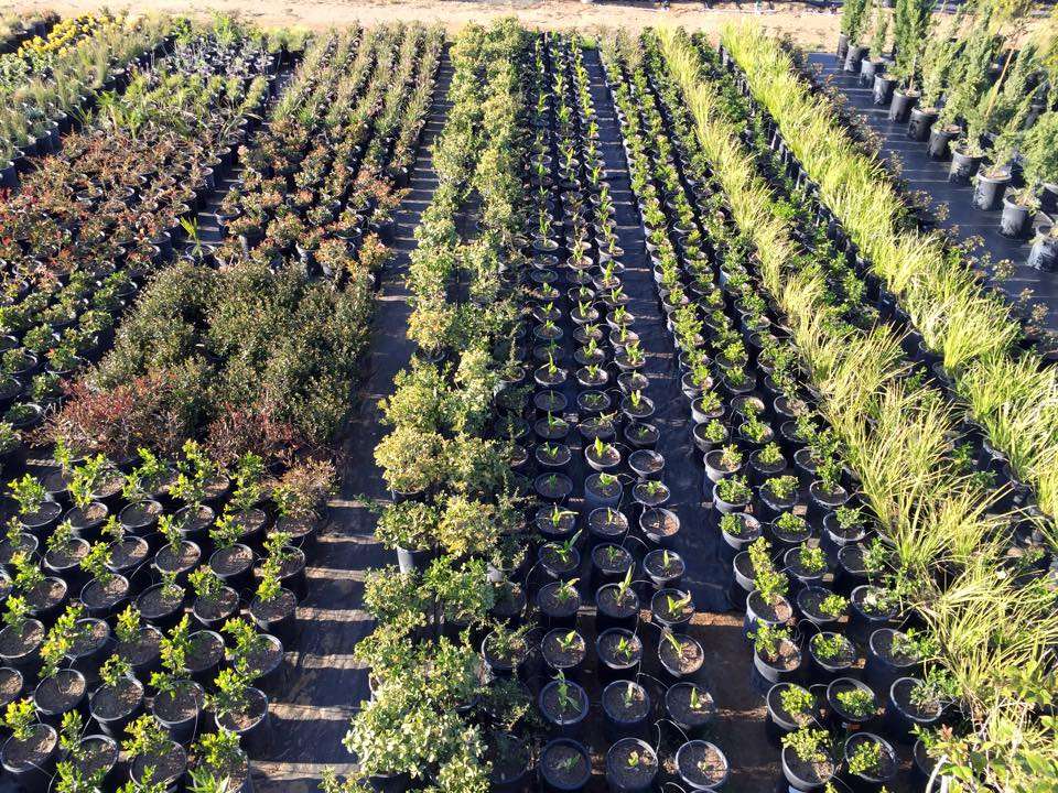 GreenBrush Nursery | 40529 12th St W, Palmdale, CA 93551, USA | Phone: (661) 266-9137