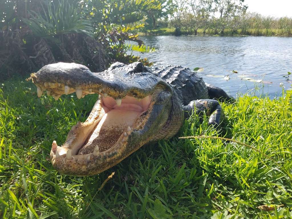 Macks Fish Camp - Gladesmen Airboat Tours | Danell Ln, Miramar, FL 33029, USA | Phone: (954) 536-7400