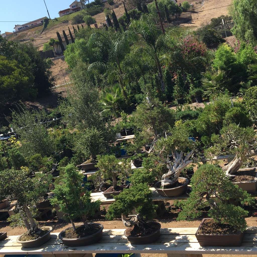 California Bonsai Studio | 4015 N Moorpark Rd, Thousand Oaks, CA 91360, USA | Phone: (805) 616-2271