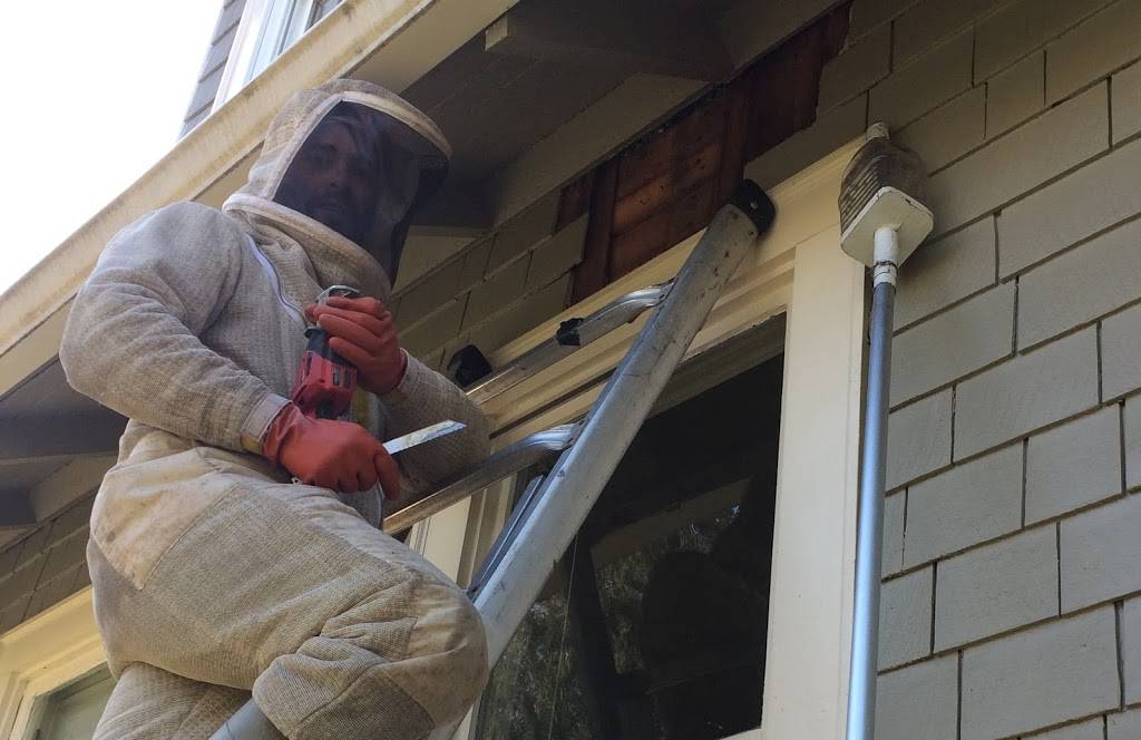 Portland Natural Bee Removal | 3806 SE 34th Ave, Portland, OR 97202, USA | Phone: (503) 451-0595