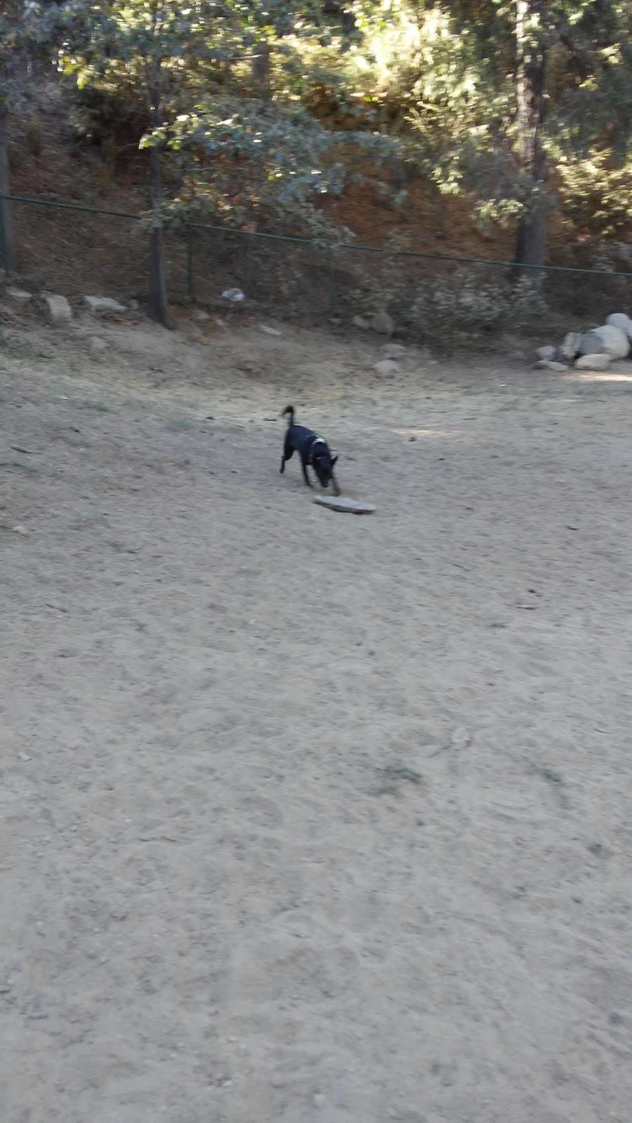 Lake Gregory Dog Park | 033720207, Crestline, CA 92325, USA