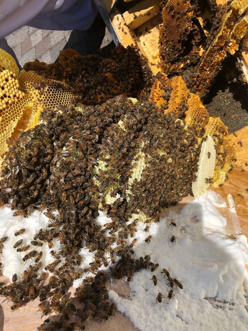 Honey Bee Rescue | 4535 Allencrest Ln, Dallas, TX 75244, USA | Phone: (800) 687-8760