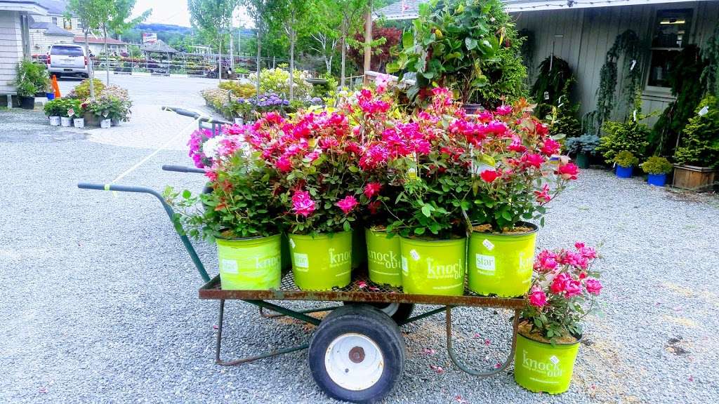 Northeast Nursery Garden Center | 234 Newbury St, Peabody, MA 01960, USA | Phone: (978) 535-6550