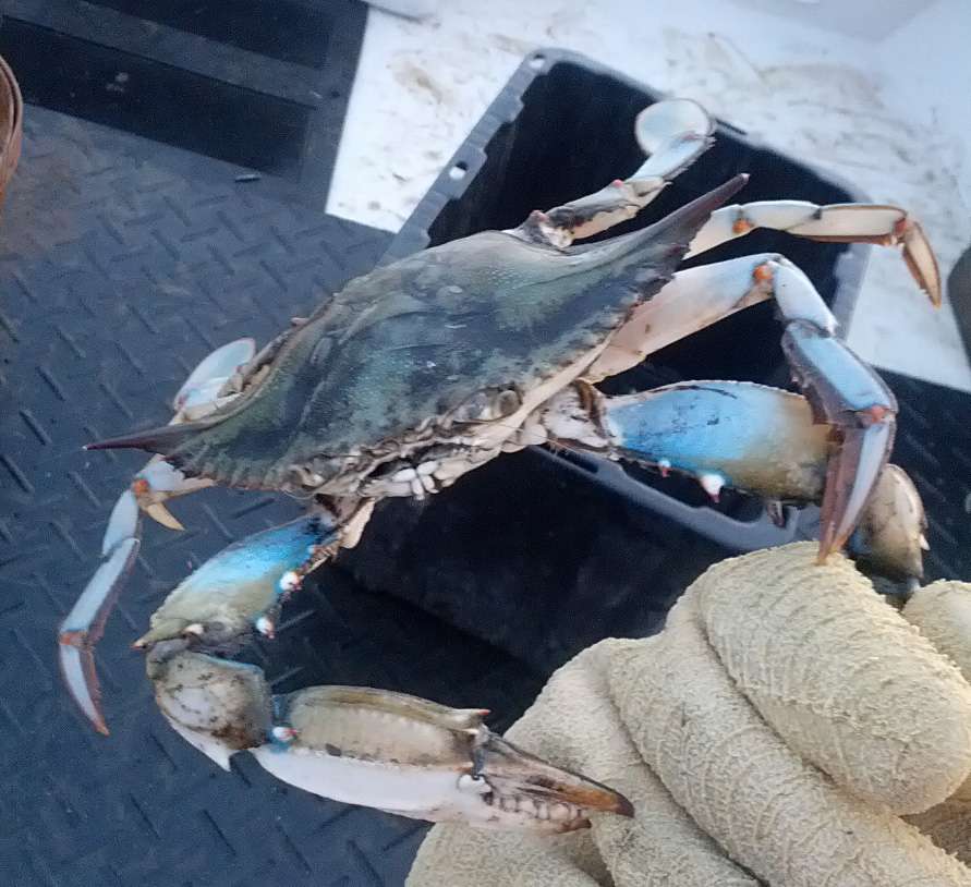 Maryland Crab Boys, LLC | 7158 Brooks Rd, Highland, MD 20777, USA | Phone: (301) 974-7174