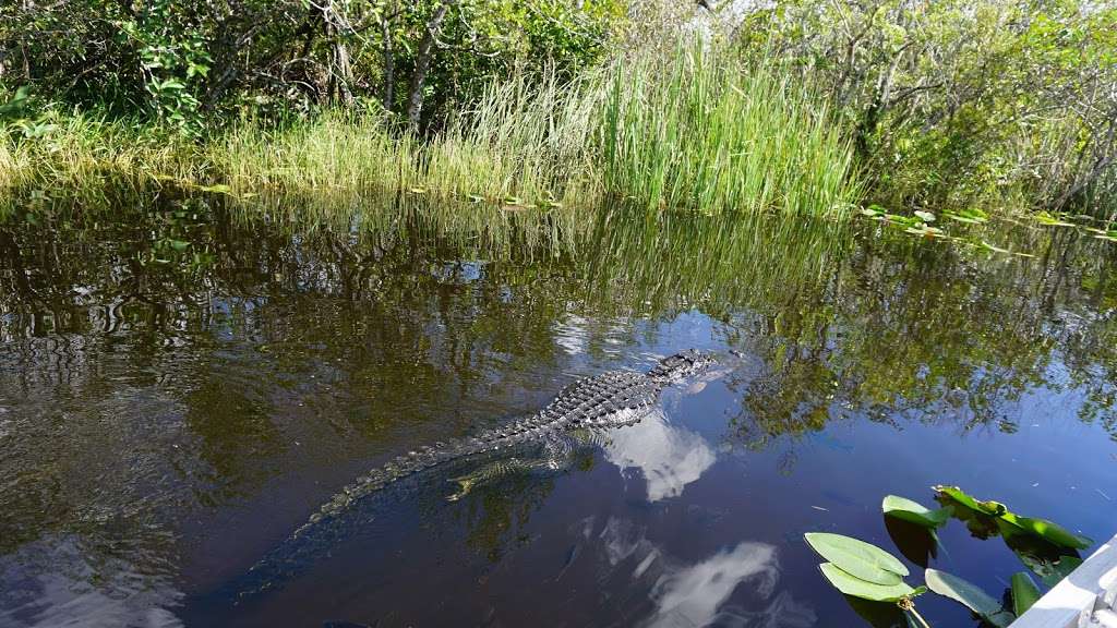 Gator Park | 24050 SW 8th St, Miami, FL 33194, USA | Phone: (305) 559-2255