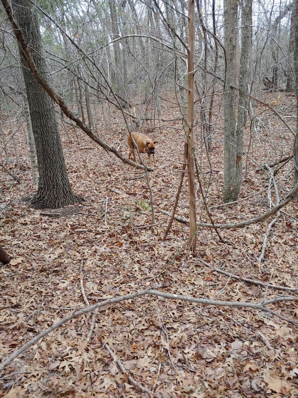 Lester Lorch Nature Preserve | 1823 Texas Plume Rd, Cedar Hill, TX 75104, USA