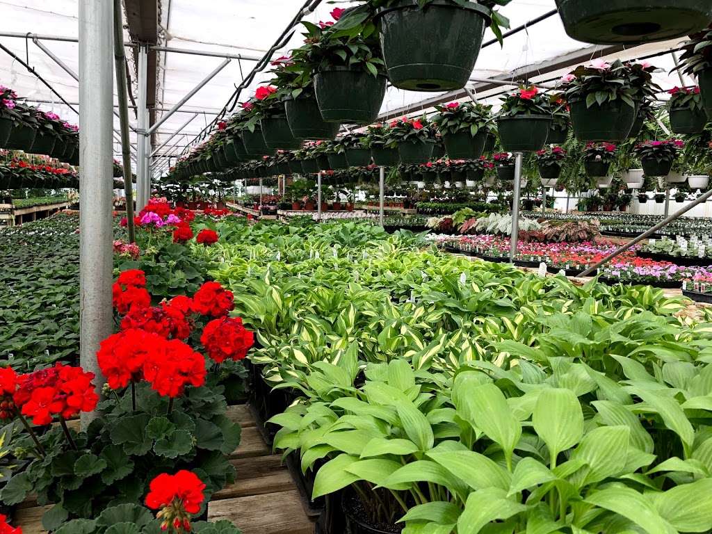 Coxs Plant Farm | 6360 S County Rd 0, Clayton, IN 46118, USA | Phone: (317) 539-4632