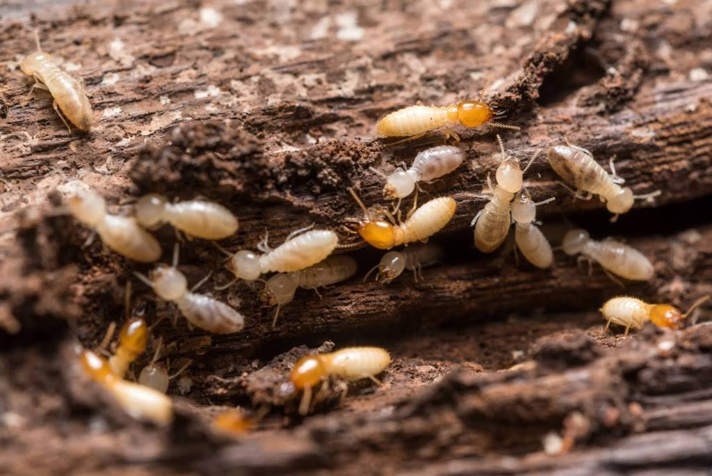 Affordable Termite Control In Santa Ana CA | 2026 Deodar St, Santa Ana, CA 92705, USA | Phone: (714) 604-2722