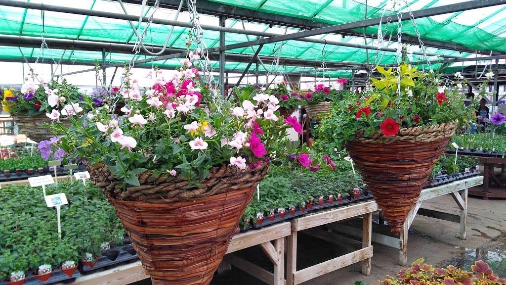 Barnes Nurseries | 46 Woodmansterne Ln, Wallington SM6 0SW, UK | Phone: 020 8647 8213