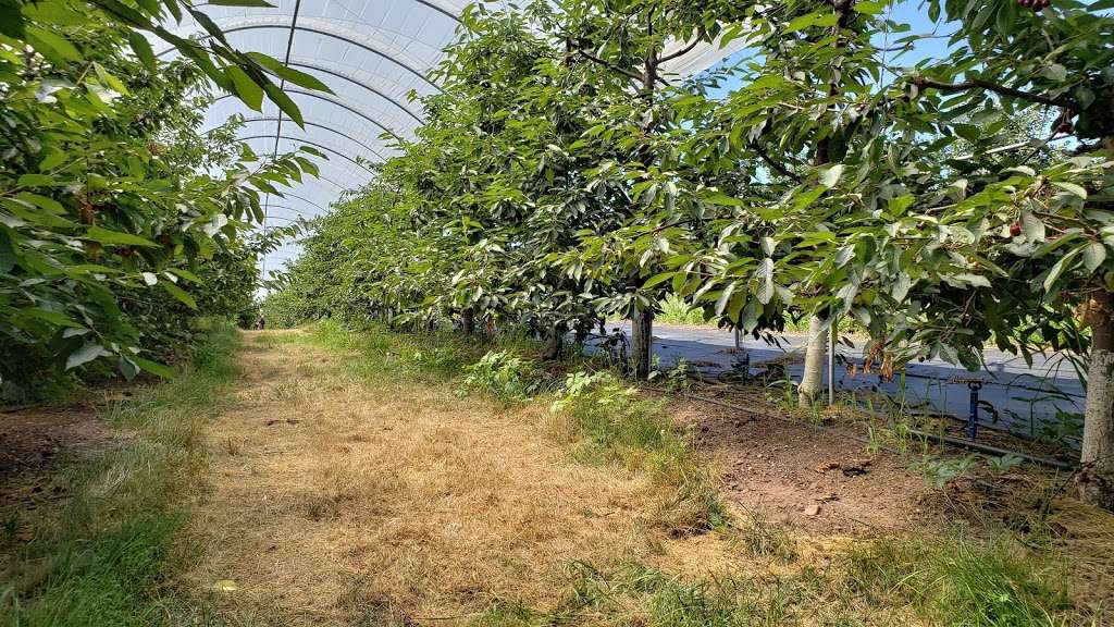 Weavers Orchard Inc | 40 Fruit Ln, Morgantown, PA 19543, USA | Phone: (610) 856-7300