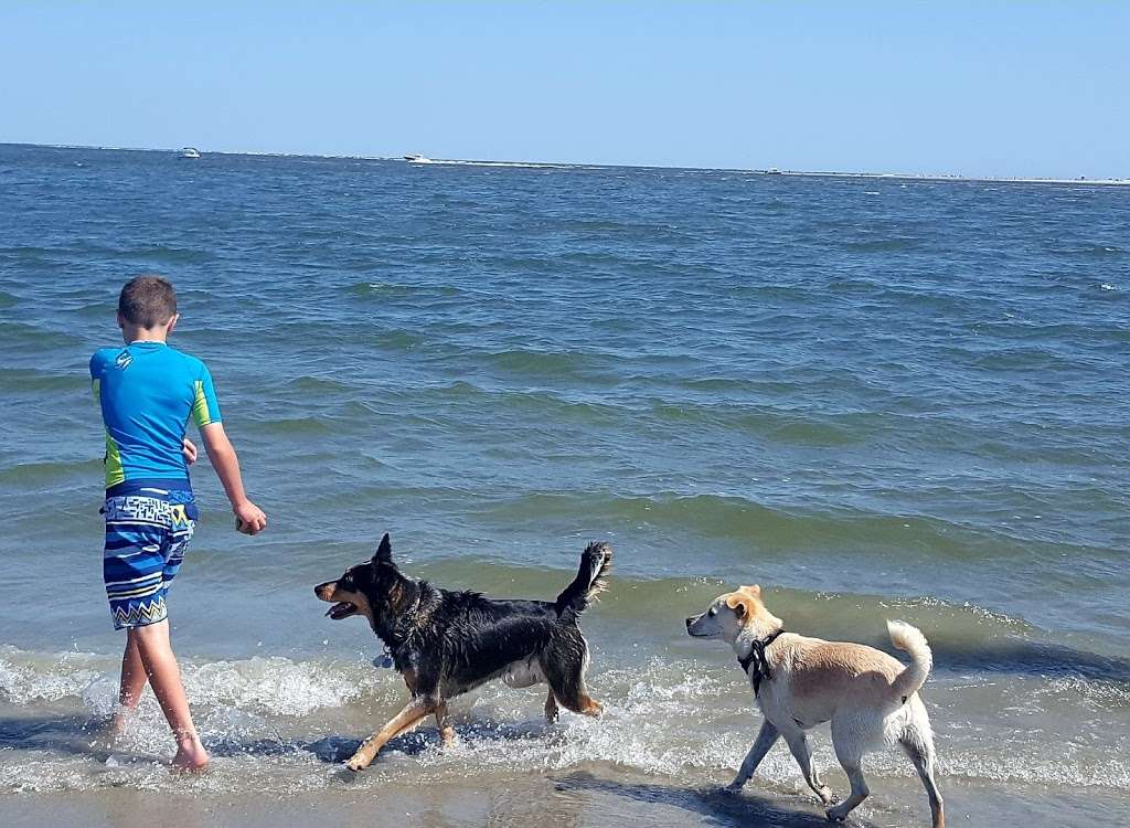 Pork Island Wildlife Management Area | Longport, NJ 08403, USA